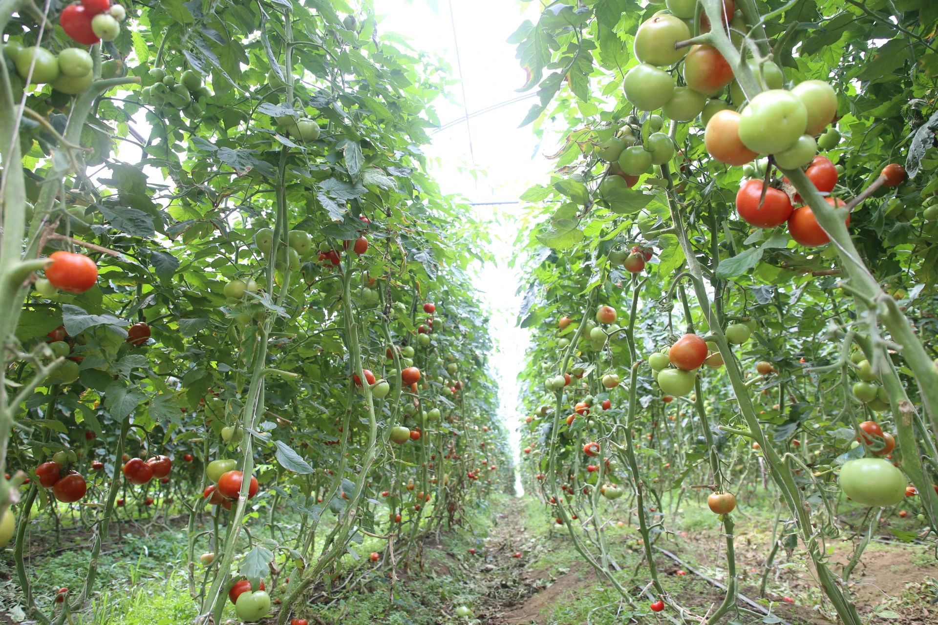 Giống cà chua Israel bén đất Sa Pa ảnh 1