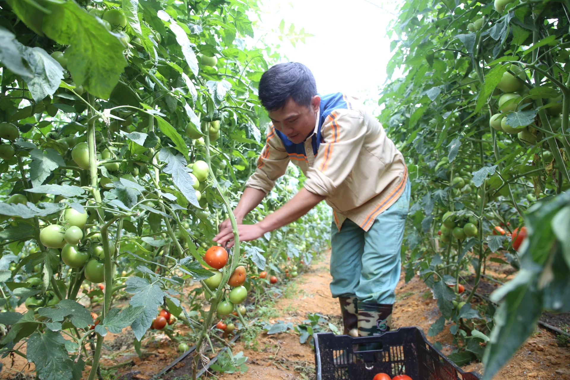 Giống cà chua Israel bén đất Sa Pa ảnh 2