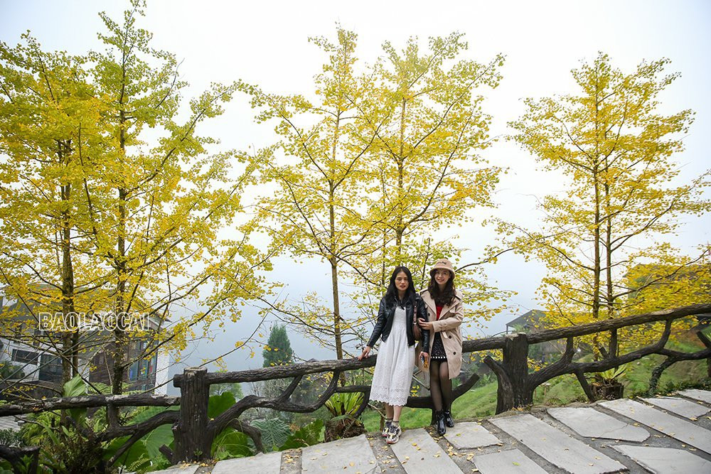 Rặng cây vàng rực sắc ở Sa Pa ảnh 3 Rặng cây vàng rực sắc ở Sa Pa ảnh 3