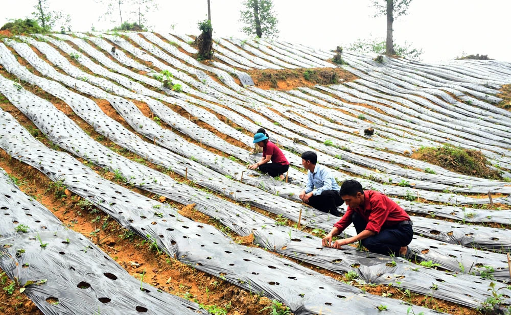 Người dân thôn Nàn Sín tham gia mô hình trồng cây dược liệu.