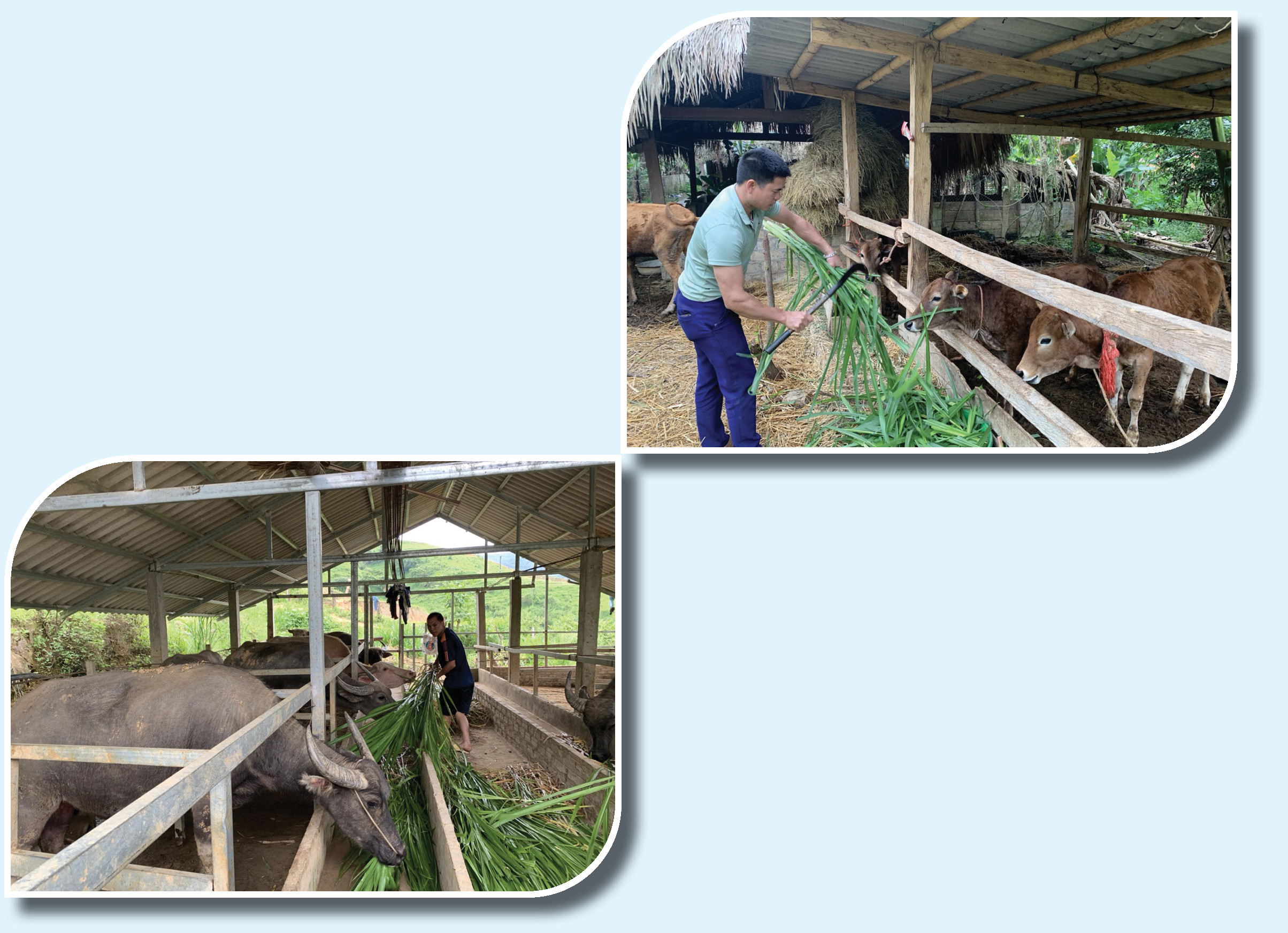 Nguồn lực quan trọng cho xóa đói, giảm nghèo ảnh 5 Nguồn lực quan trọng cho xóa đói, giảm nghèo ảnh 5