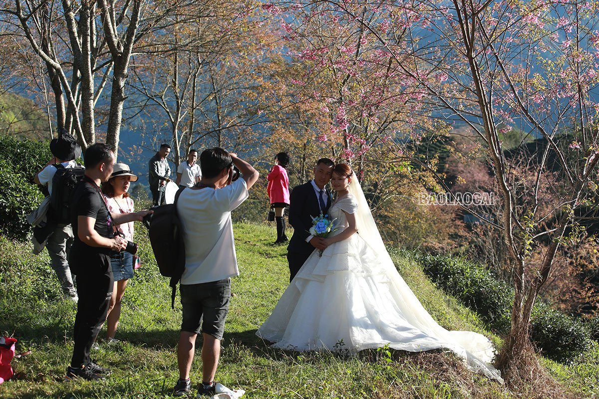 Du khách thích thú ngắm hoa anh đào Sa Pa ảnh 7