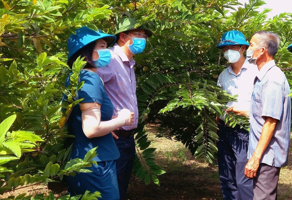 Kiểm tra mô hình trồng na tại xã Phong Niên (Bảo Thắng).