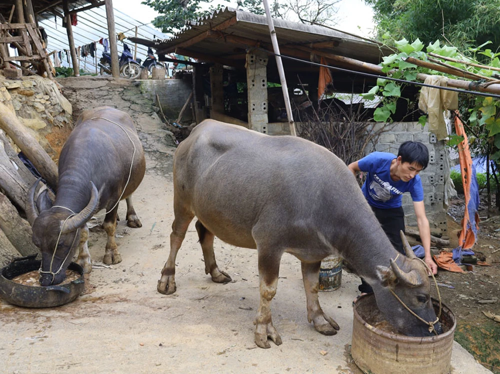 Nhiều hộ ở xã Cán Cấu (Si Ma Cai) nuôi vỗ béo trâu.