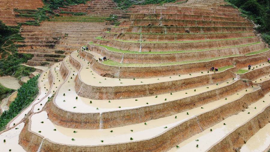 Ruộng bậc thang Vù Lùng Sung mùa đổ nước.