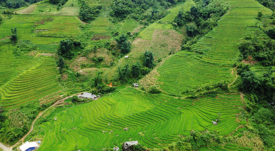 Toàn cảnh ruộng bậc thang 121 bậc ở thôn Vù Lùng Sung.