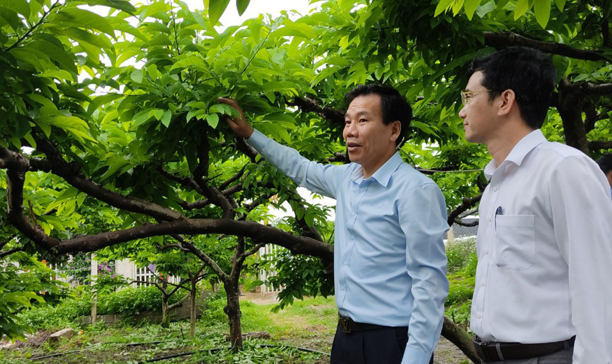 Đoàn công tác tỉnh Lào Cai khảo sát, trao đổi kinh nghiệm sản xuất nông nghiệp, du lịch tại tỉnh Sơn La ảnh 2