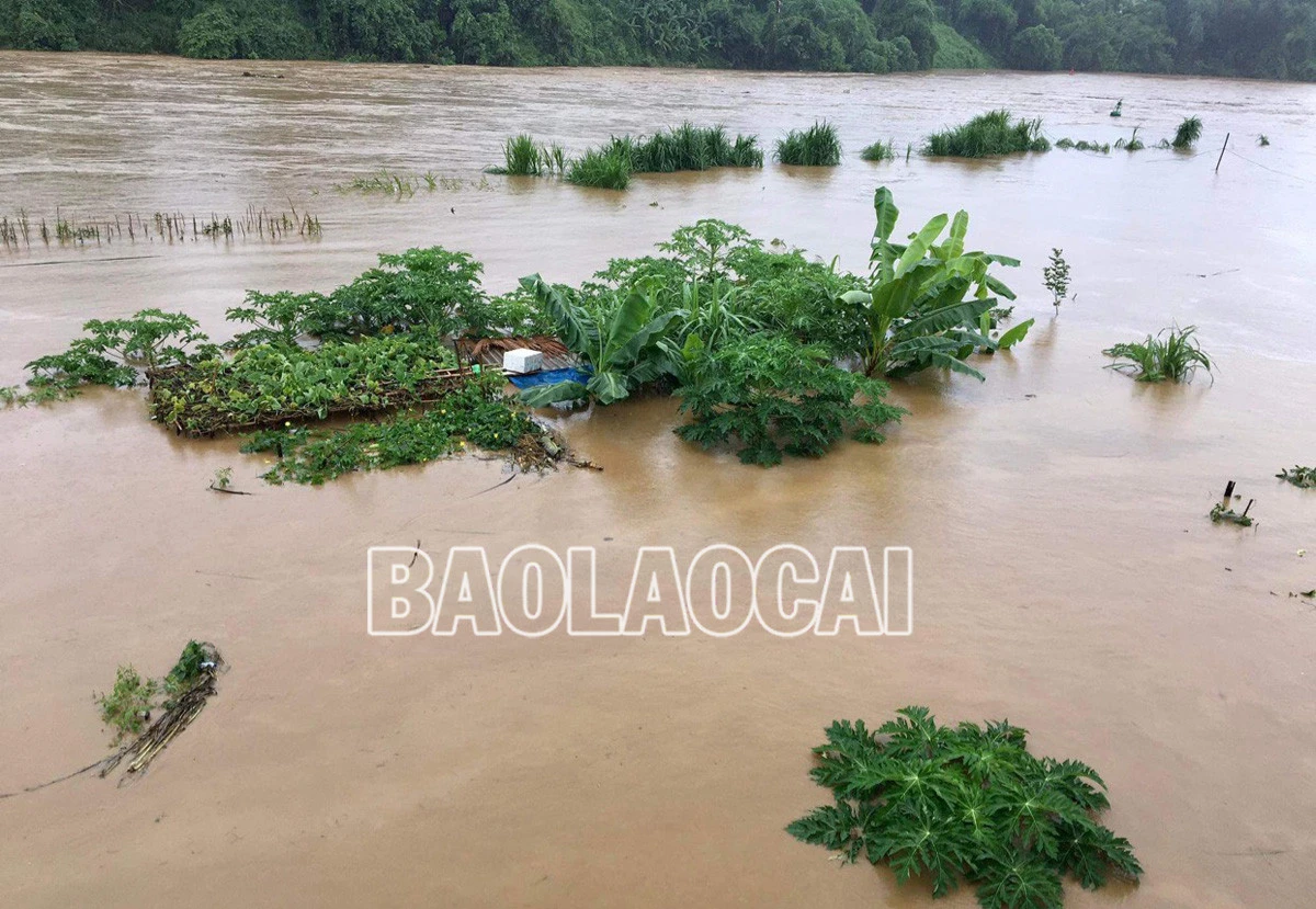 Nhiều diện tích cây rau màu ven hai bờ sông Hồng bị ngập sâu trong nước lũ. Lũ lớn đổ về cuồn cuộn trên sông Hồng khiến một số tuyến đò ngang phải dừng hoạt động. Người dân canh tác ven hai bờ sông lo lũ về làm hỏng cây rau màu.