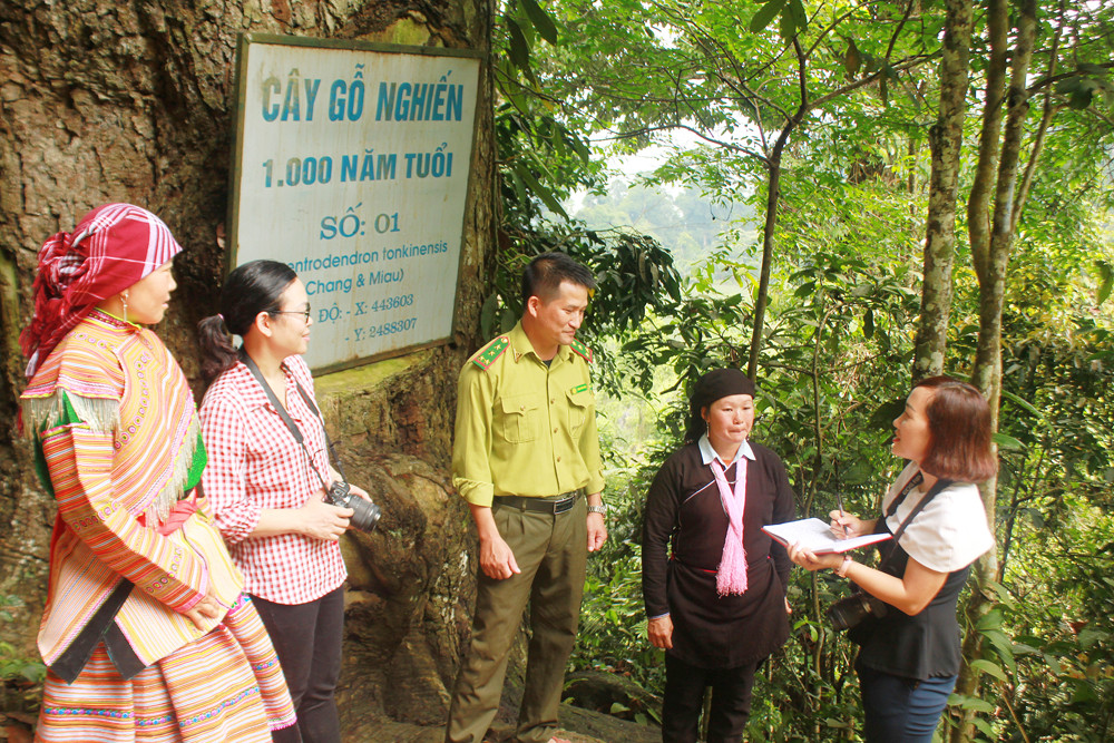 Phóng viên Báo Lào Cai chung sức giữ những cánh rừng xanh.