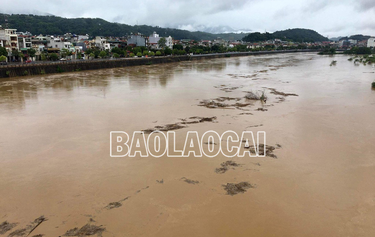 Nhiều diện tích cây rau màu ven hai bờ sông Hồng bị ngập sâu trong nước lũ. Lũ lớn đổ về cuồn cuộn trên sông Hồng khiến một số tuyến đò ngang phải dừng hoạt động. Người dân canh tác ven hai bờ sông lo lũ về làm hỏng cây rau màu.