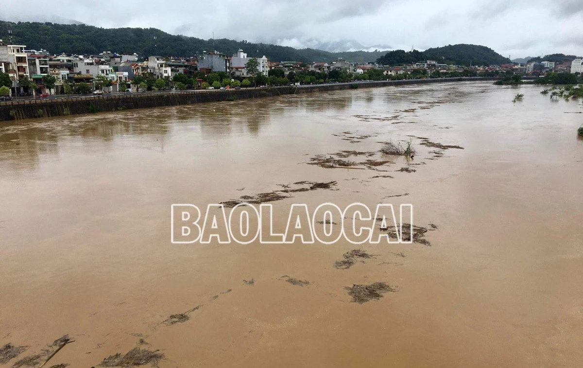 Nhiều diện tích cây rau màu ven hai bờ sông Hồng bị ngập sâu trong nước lũ. Lũ lớn đổ về cuồn cuộn trên sông Hồng khiến một số tuyến đò ngang phải dừng hoạt động. Người dân canh tác ven hai bờ sông lo lũ về làm hỏng cây rau màu.