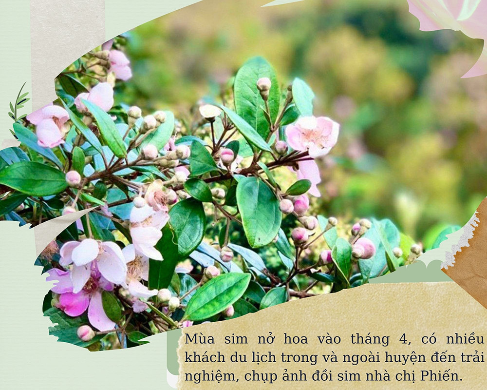 Thu tiền triệu mỗi ngày nhờ trồng sim ảnh 5