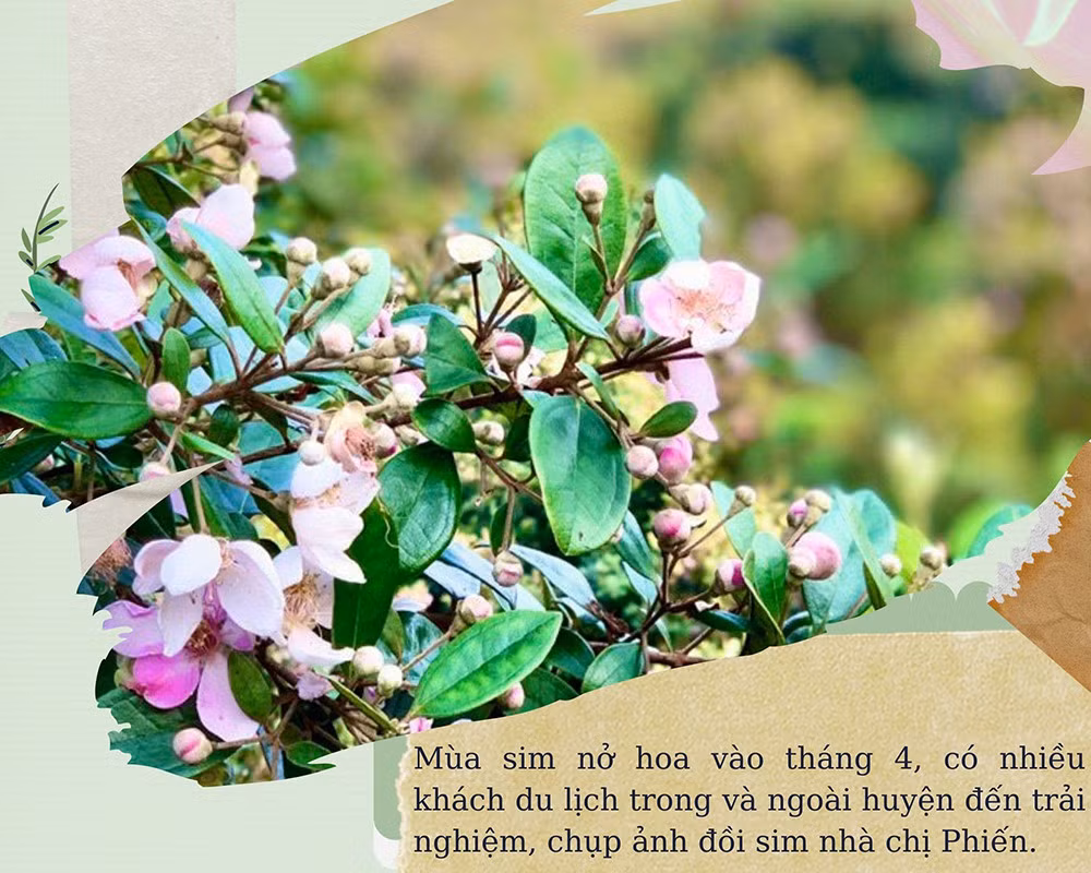 Thu tiền triệu mỗi ngày nhờ trồng sim ảnh 5