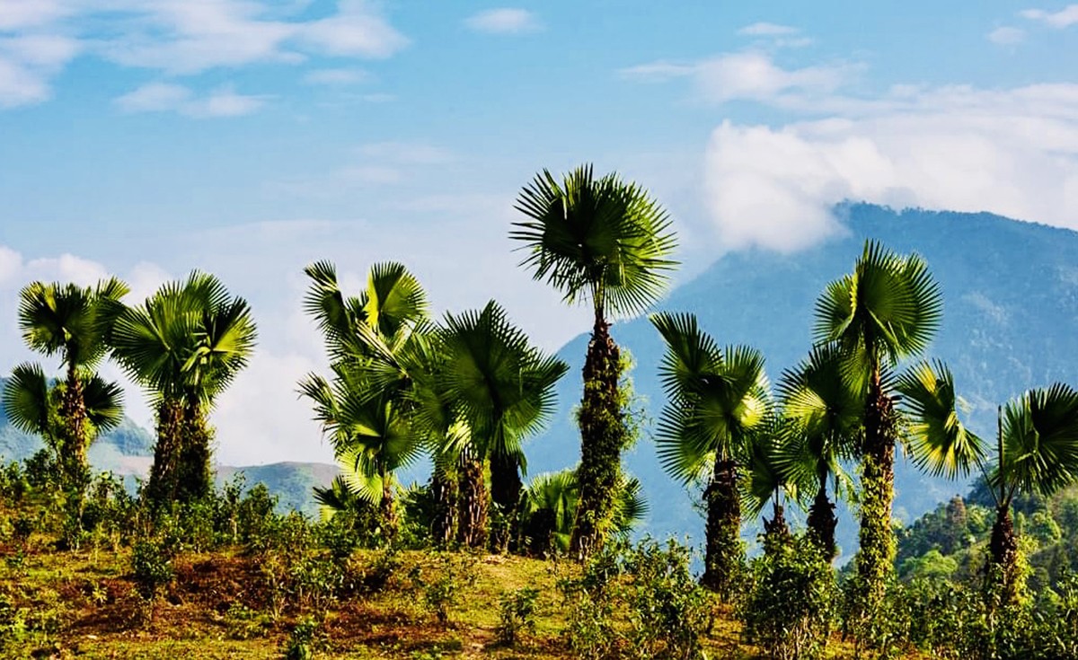 Rừng cọ Bản Liền xanh ngát. Rừng cọ Bản Liền xanh ngát.