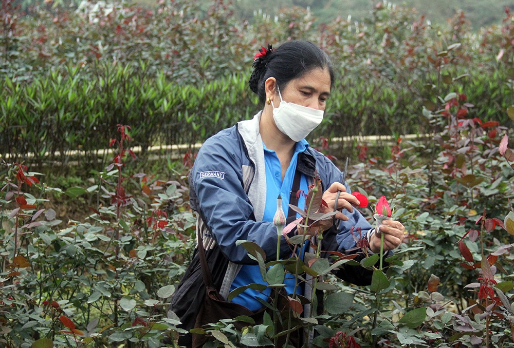 Nhộn nhịp làng hoa ven đô ảnh 3