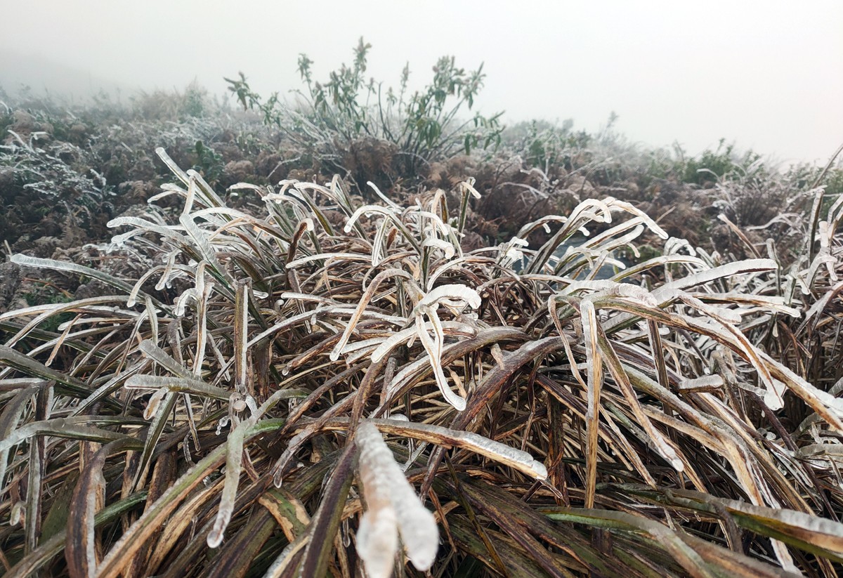 Từ sáng sớm 20/2, băng giá đã phủ kín đỉnh Lảo Thẩn.