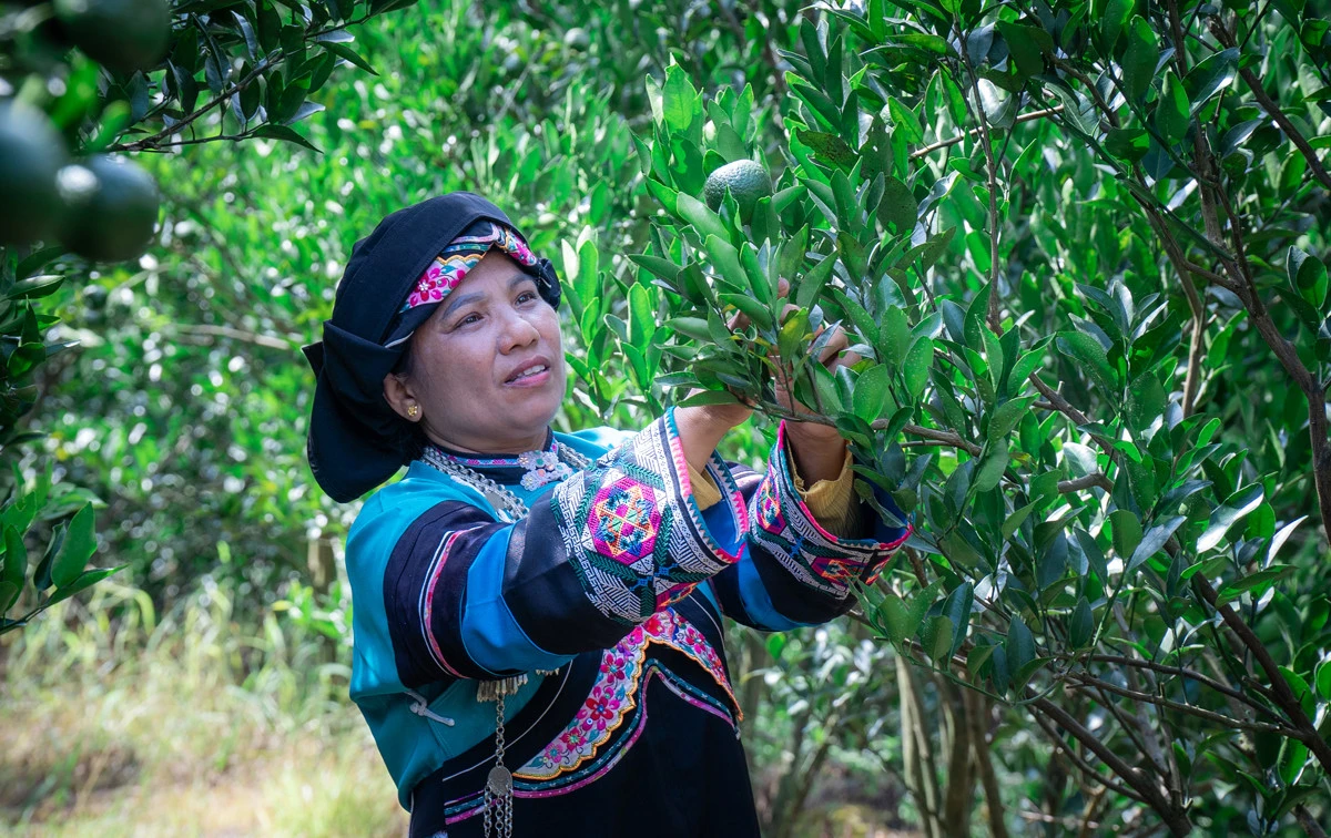 Chị Lý Thị Hoa chăm sóc vườn quýt.