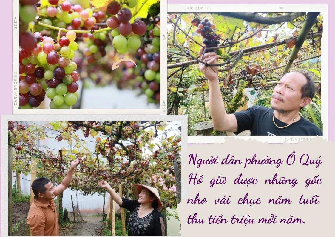 Sa Pa bảo tồn và phát triển giống nho Pháp ảnh 3 Sa Pa bảo tồn và phát triển giống nho Pháp ảnh 3