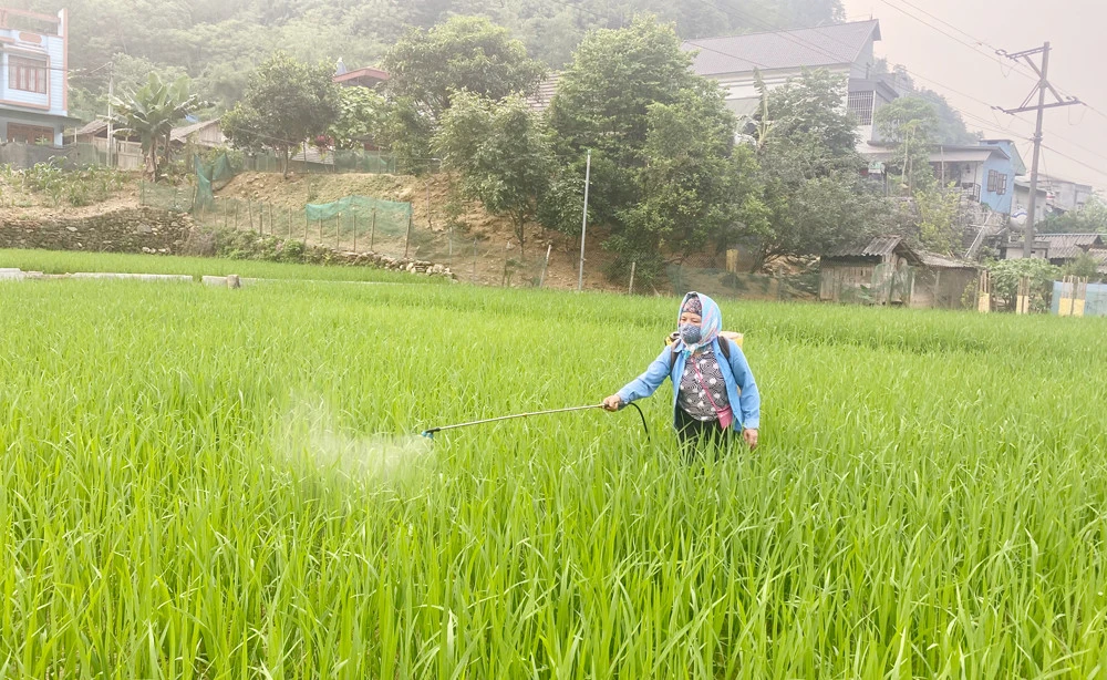 Bà Tung Thị Hoa (xã Lùng Vai, Mường Khương) chủ động phun thuốc phòng bệnh đạo ôn trên lúa.