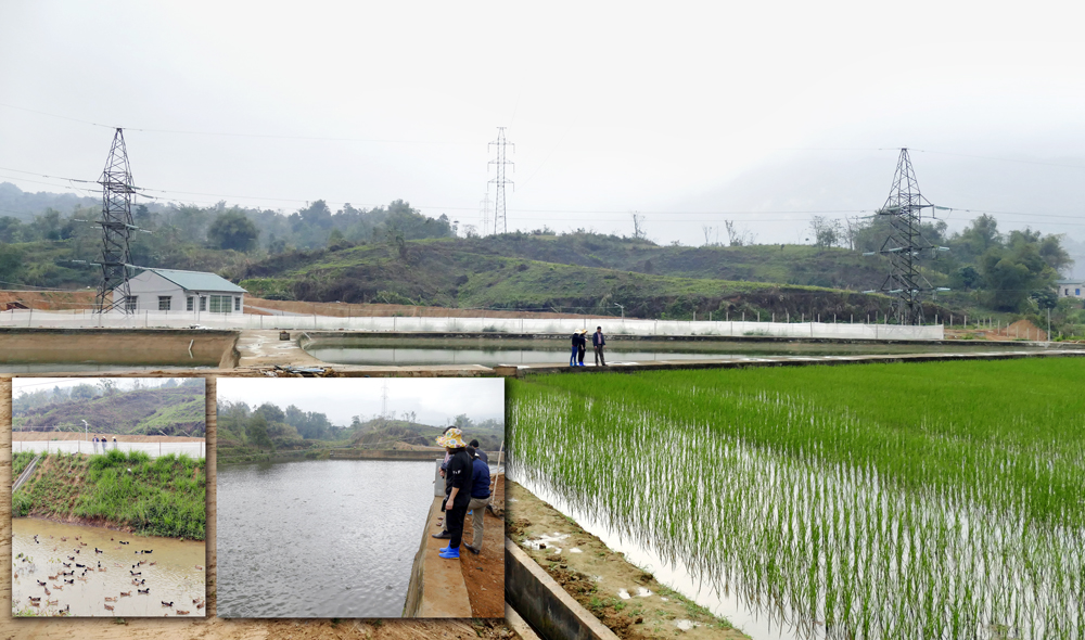 Trại thực nghiệm vùng thấp tại thôn Xuân Lý, xã Gia Phú (Bảo Thắng) khảo nghiệm giống cây, con theo công nghệ mới. Trại thực nghiệm vùng thấp tại thôn Xuân Lý, xã Gia Phú (Bảo Thắng) khảo nghiệm giống cây, con theo công nghệ mới.