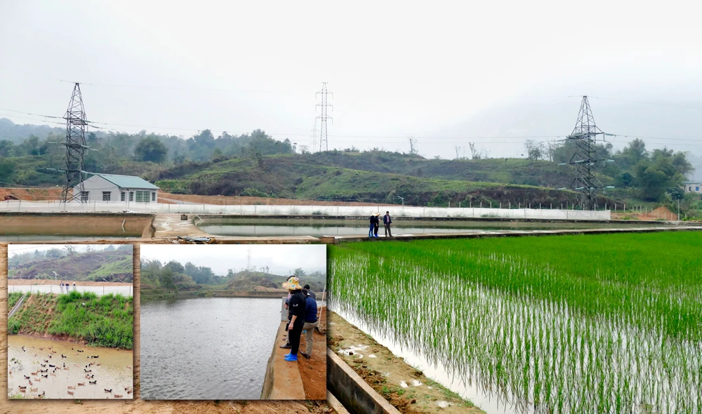 Trại thực nghiệm vùng thấp tại thôn Xuân Lý, xã Gia Phú (Bảo Thắng) khảo nghiệm giống cây, con theo công nghệ mới.