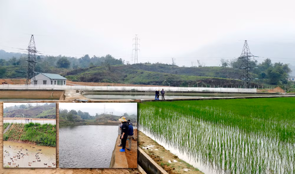 Trại thực nghiệm vùng thấp tại thôn Xuân Lý, xã Gia Phú (Bảo Thắng) khảo nghiệm giống cây, con theo công nghệ mới.