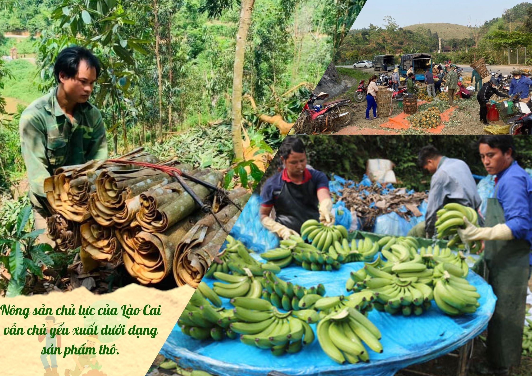 Thu hút đầu tư chế biến nông sản ảnh 1 Thu hút đầu tư chế biến nông sản ảnh 1