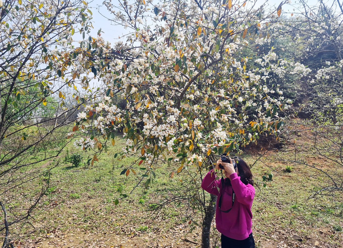 Du khách ghi lại những bức ảnh đẹp về hoa sơn tra.