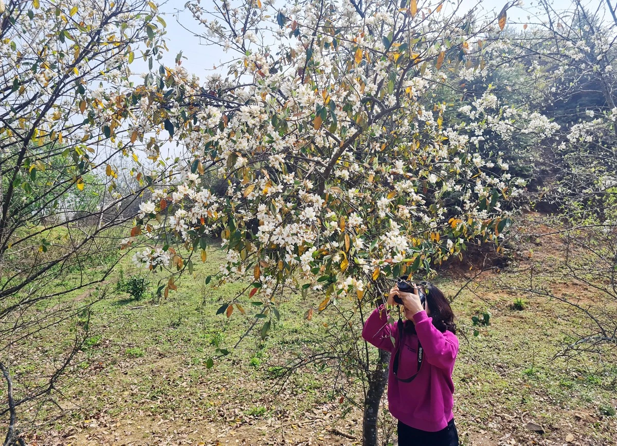 Du khách ghi lại những bức ảnh đẹp về hoa sơn tra.