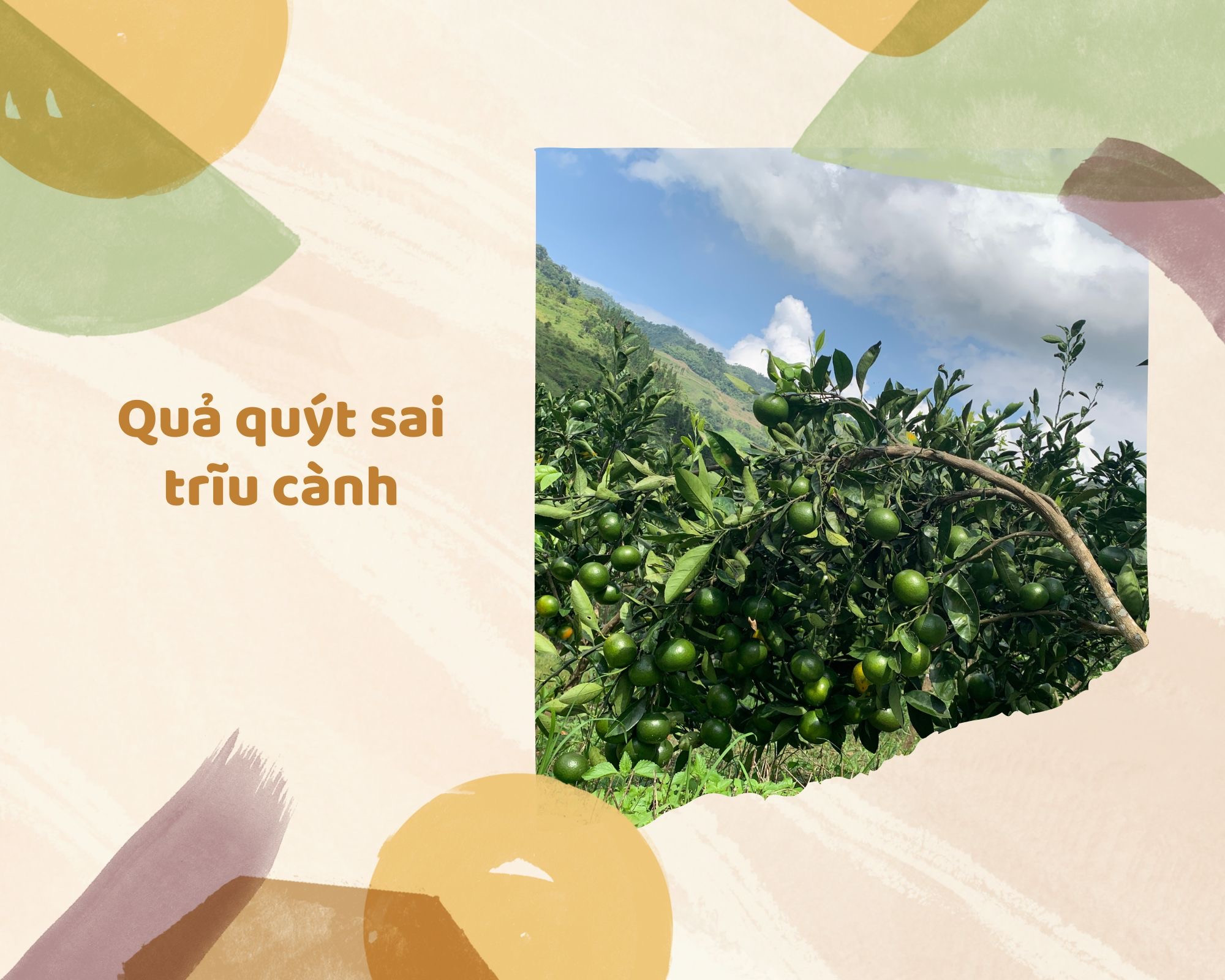 Xứ Mường vào vụ quýt chín sớm ảnh 1