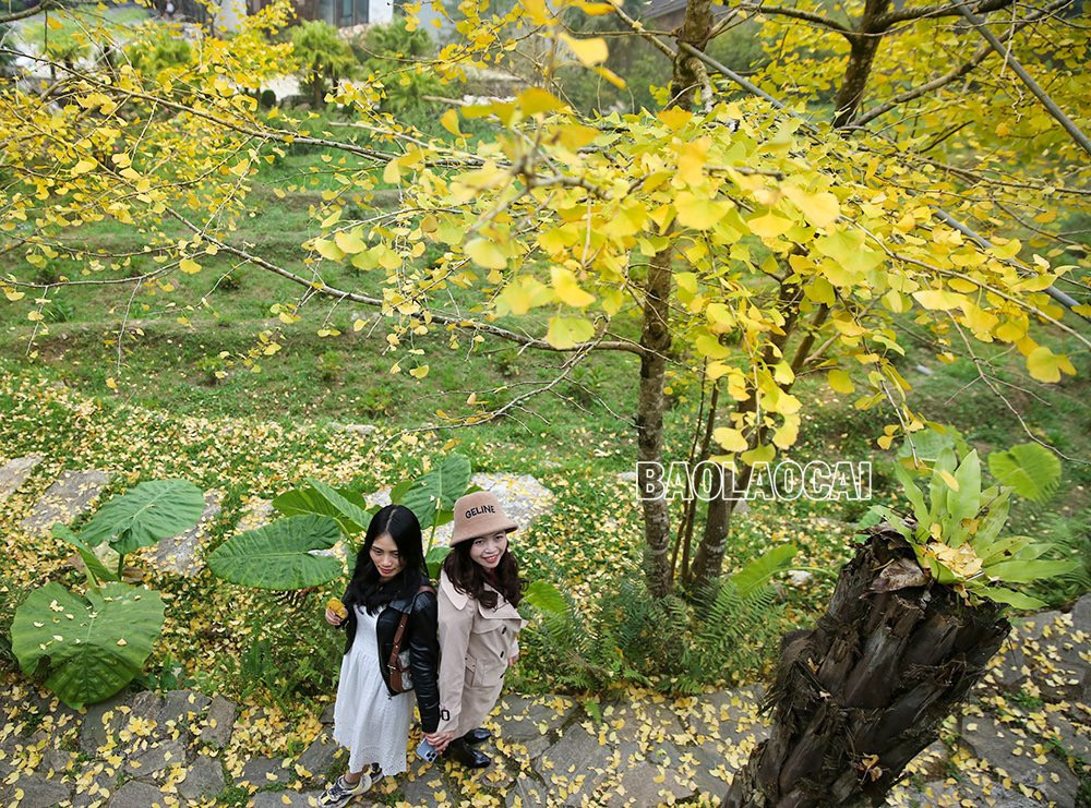 Rặng cây vàng rực sắc ở Sa Pa ảnh 6 Rặng cây vàng rực sắc ở Sa Pa ảnh 6