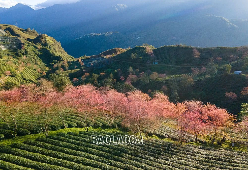 Du khách thích thú ngắm hoa anh đào Sa Pa ảnh 1