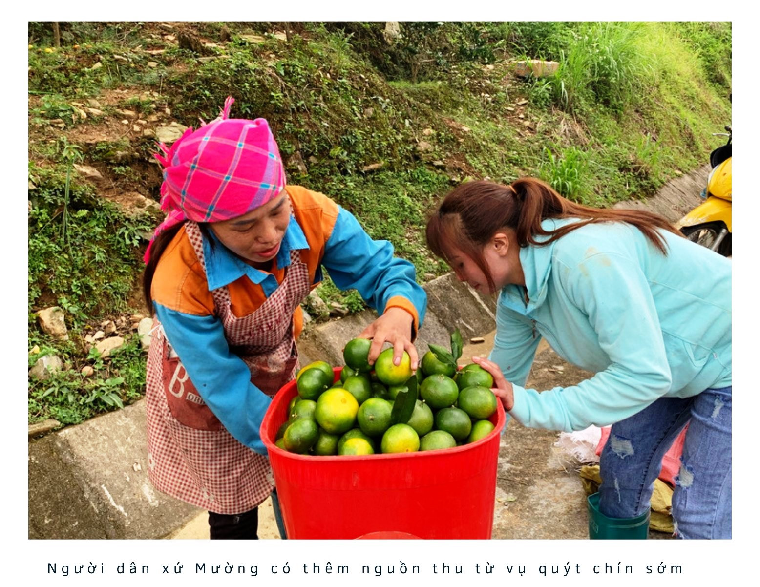 Xứ Mường vào vụ quýt chín sớm ảnh 5