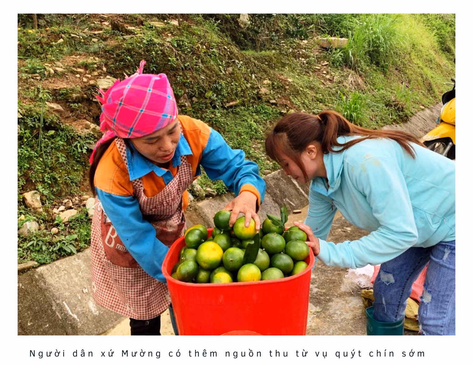 Xứ Mường vào vụ quýt chín sớm ảnh 5