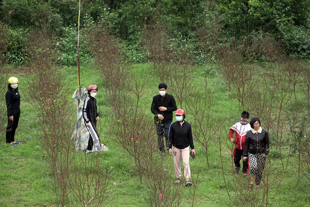 Nhộn nhịp làng hoa ven đô ảnh 9