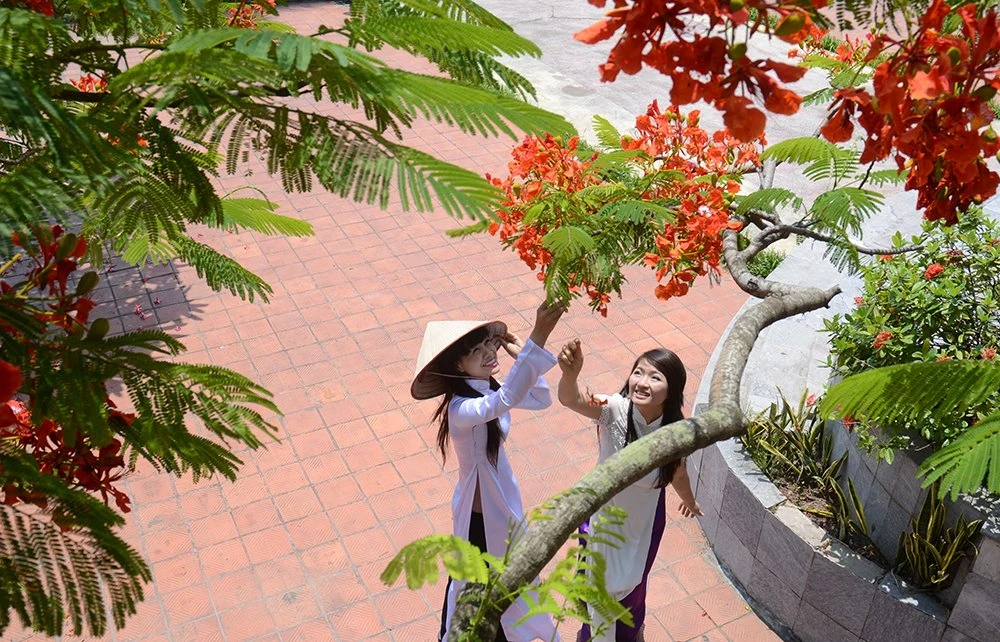 Phượng nở gợi nhớ một thuở cắp sách đến trường đầy ắp những kỉ niệm ngọt ngào. Ảnh: Ngọc Bằng