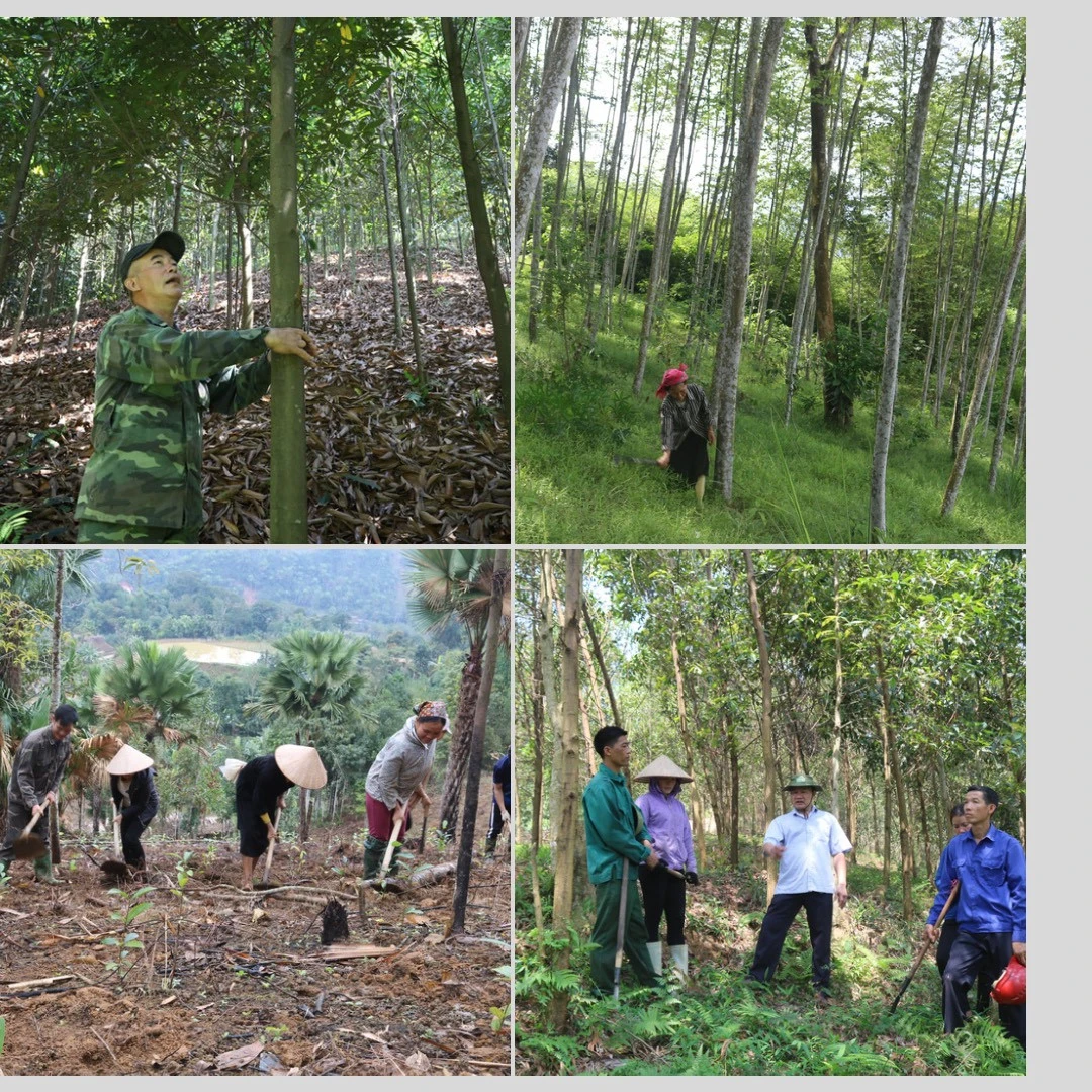 Hiệu quả trồng rừng thâm canh ảnh 3