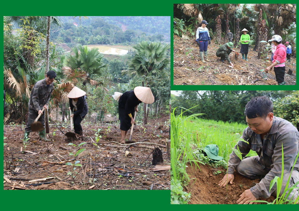 Nhân dân các địa phương tích cực trồng rừng. Nhân dân các địa phương tích cực trồng rừng.