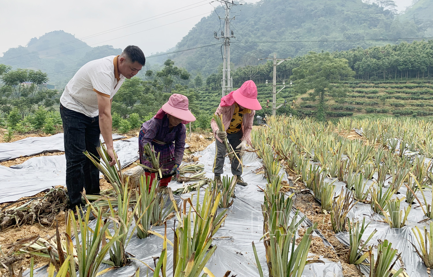 Mường Khương mở rộng diện tích trồng dứa trái vụ ảnh 1 Mường Khương mở rộng diện tích trồng dứa trái vụ ảnh 1
