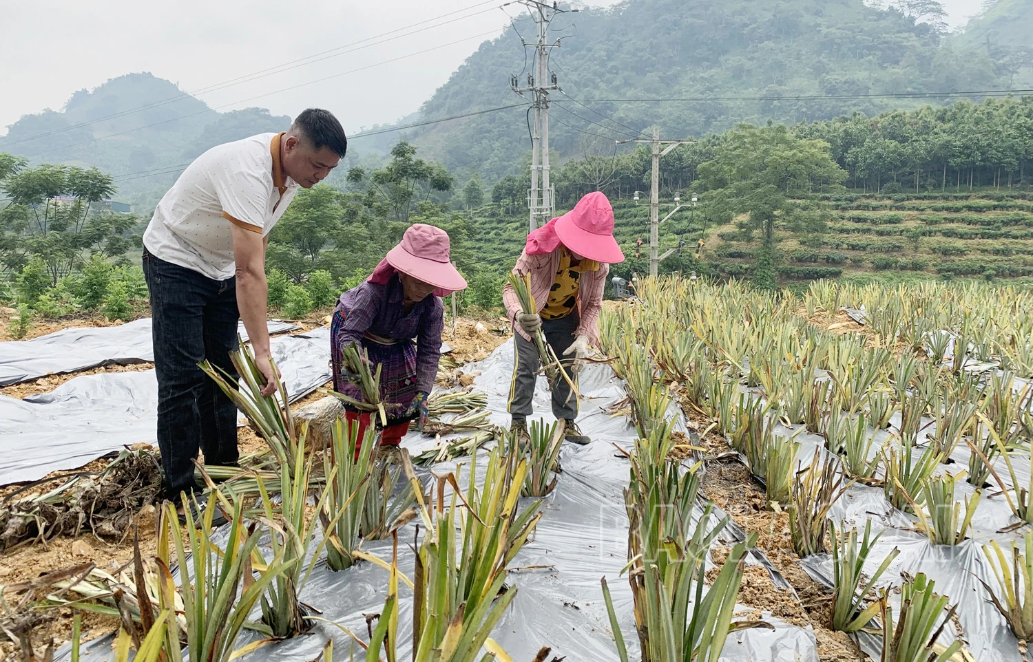 Mường Khương mở rộng diện tích trồng dứa trái vụ ảnh 1