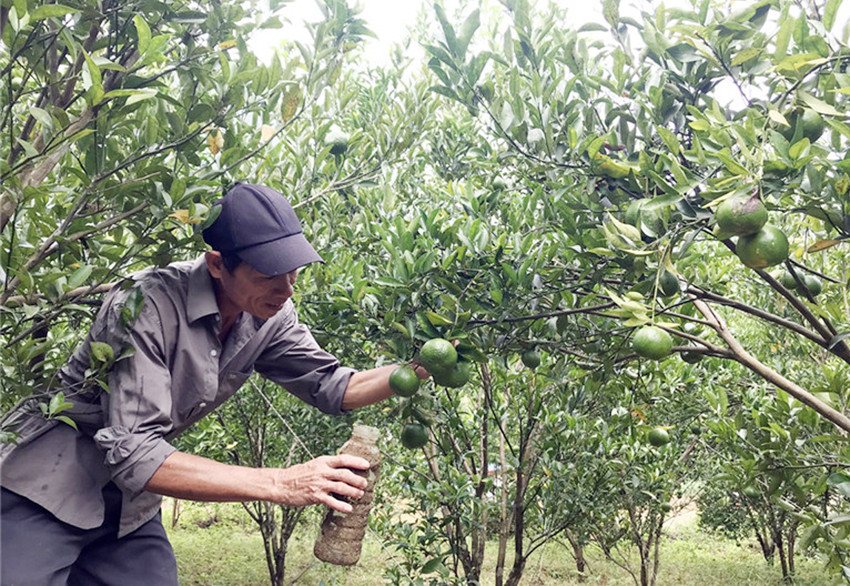 Mô hình trồng cây ăn quả đem lại thu nhập cao cho người dân. Mô hình trồng cây ăn quả đem lại thu nhập cao cho người dân.