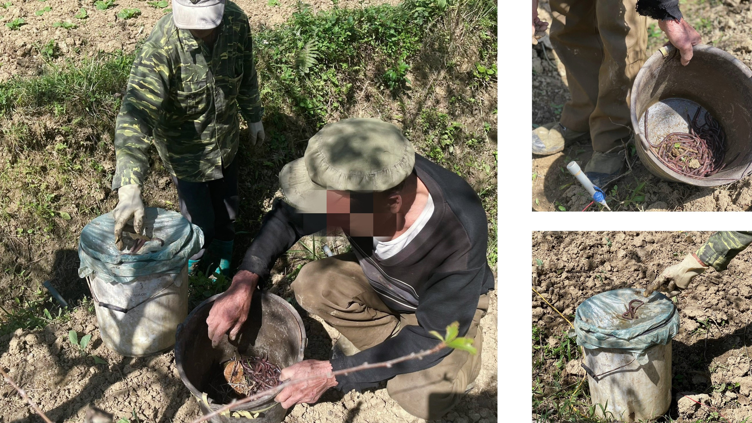 Bắc Hà: Bất thường việc người dân đổ xô đi bắt giun đất bằng kích điện ảnh 3 Bắc Hà: Bất thường việc người dân đổ xô đi bắt giun đất bằng kích điện ảnh 3