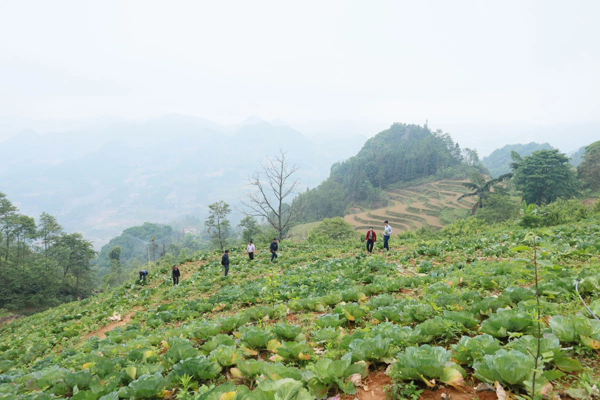 Người dân Cán Cấu nâng cao thu nhập từ rau trái vụ.