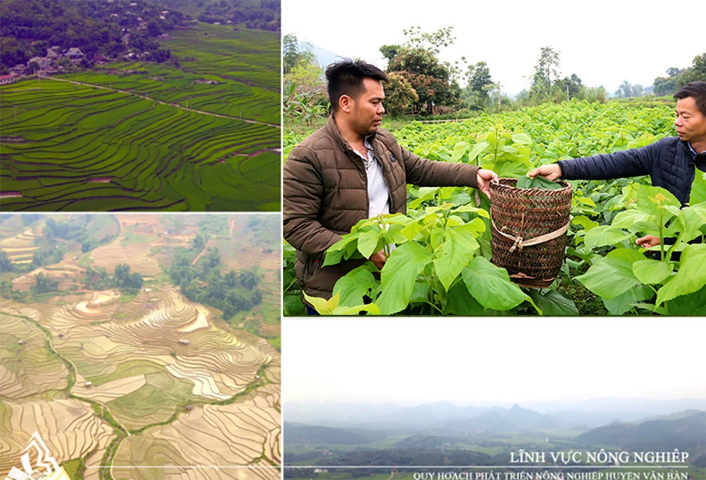 Lĩnh vực nông nghiệp là lợi thế của huyện Văn Bàn với nhiều cánh đồng lớn. Lĩnh vực nông nghiệp là lợi thế của huyện Văn Bàn với nhiều cánh đồng lớn.