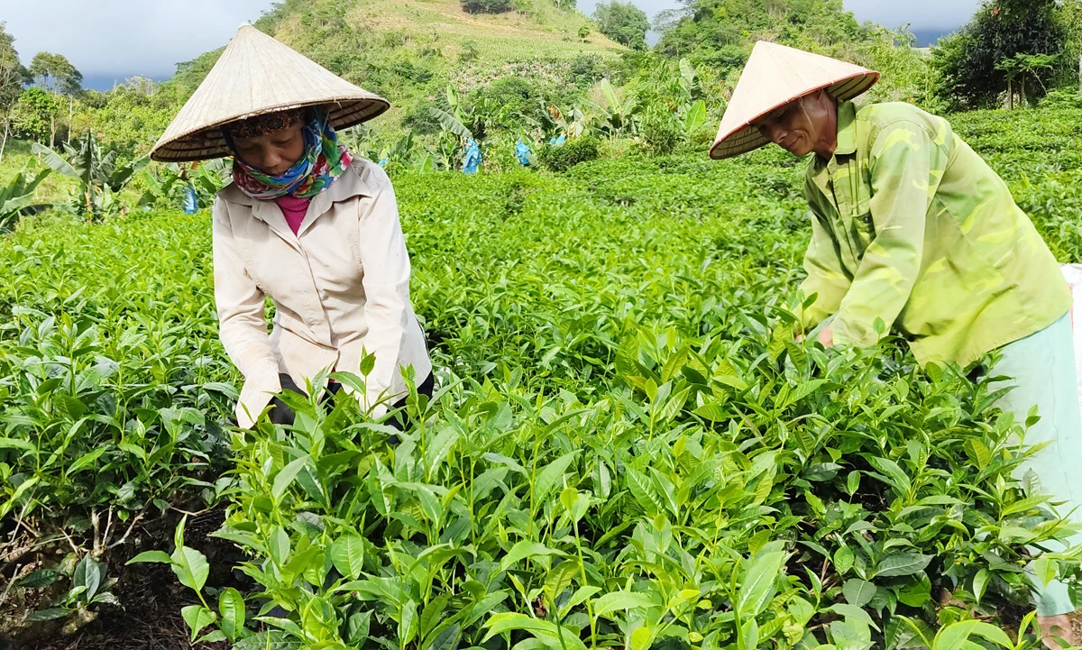 Công ty Cổ phần chè Thanh Bình có nguồn nguyên liệu dồi dào và thị trường tiêu thụ tốt.