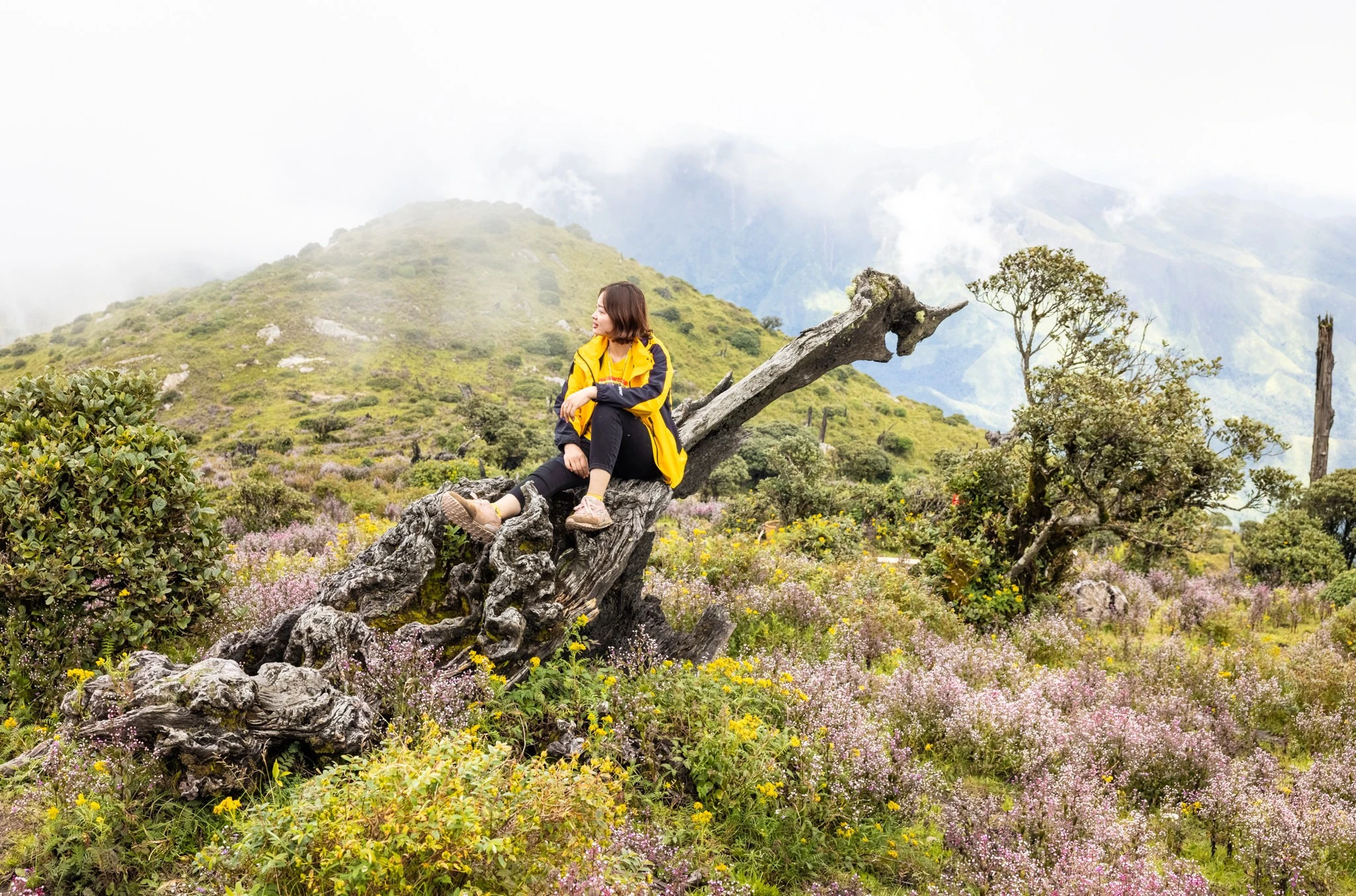 Lên "nóc nhà" Yên Bái, săn mùa hoa tím Tà Chì Nhù đẹp như ở trời Âu ảnh 7 Lên "nóc nhà" Yên Bái, săn mùa hoa tím Tà Chì Nhù đẹp như ở trời Âu ảnh 7