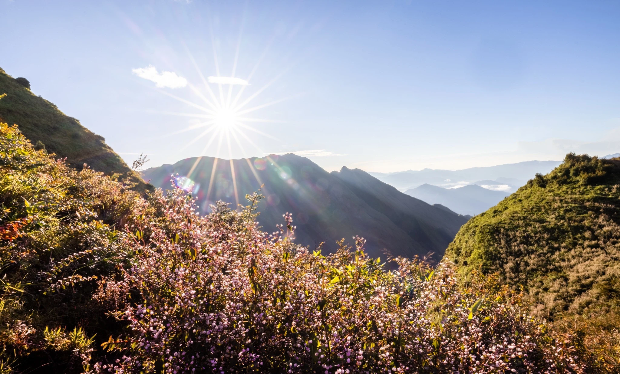 Lên "nóc nhà" Yên Bái, săn mùa hoa tím Tà Chì Nhù đẹp như ở trời Âu ảnh 1 Lên "nóc nhà" Yên Bái, săn mùa hoa tím Tà Chì Nhù đẹp như ở trời Âu ảnh 1