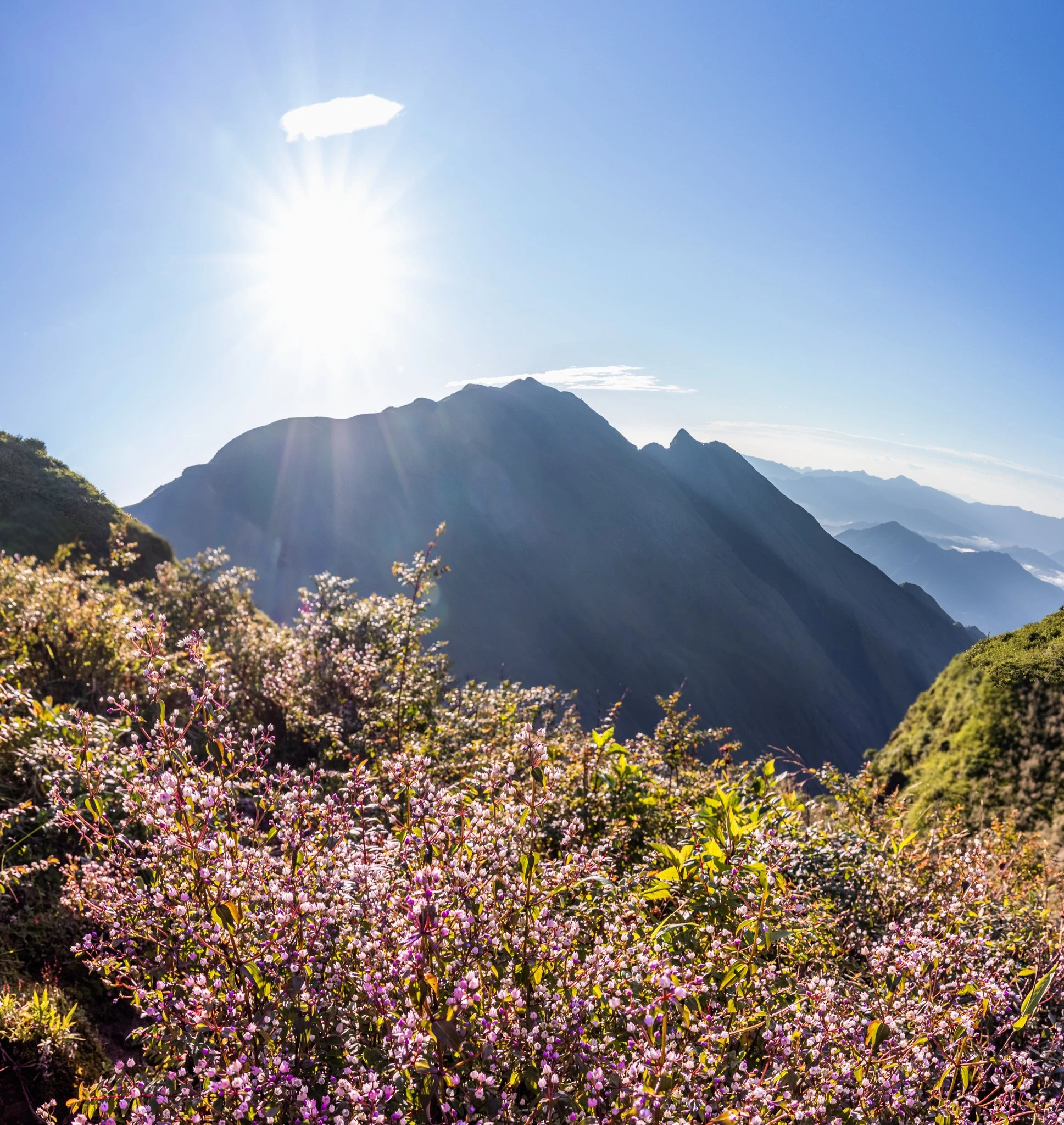 Lên "nóc nhà" Yên Bái, săn mùa hoa tím Tà Chì Nhù đẹp như ở trời Âu ảnh 6 Lên "nóc nhà" Yên Bái, săn mùa hoa tím Tà Chì Nhù đẹp như ở trời Âu ảnh 6