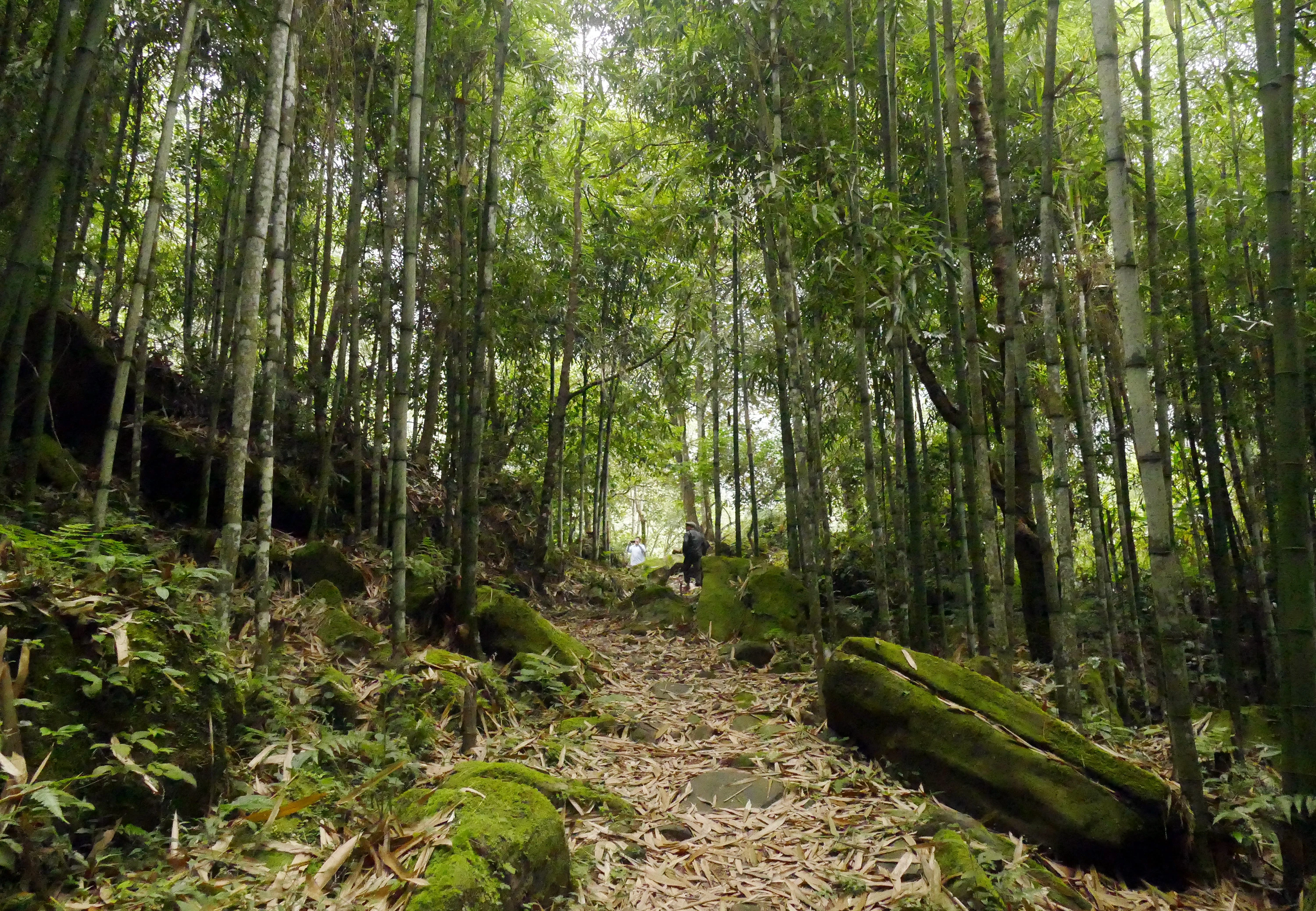 Rừng vầu đẹp tự nhiên và huyền bí.