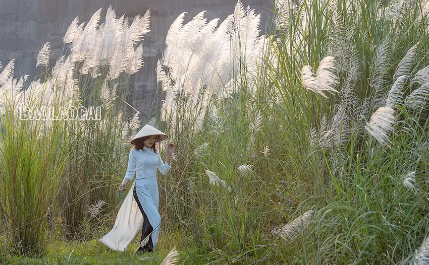 Vẻ đẹp mùa bông lau ảnh 3